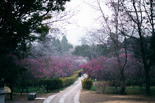 梅花林