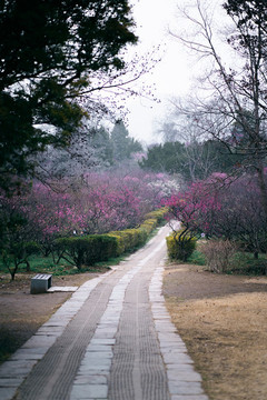 梅花小路