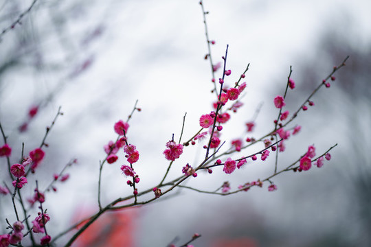 紅梅