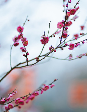 紅梅花