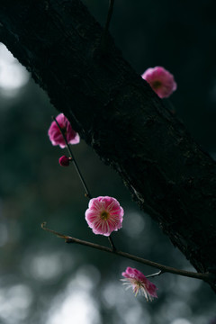 紅梅花特寫