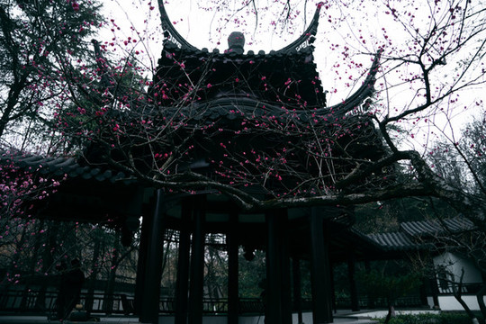 古建筑紅梅花