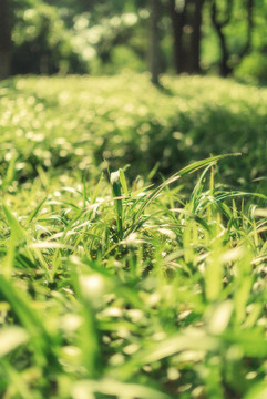 綠色植物素材戶外春天陽光