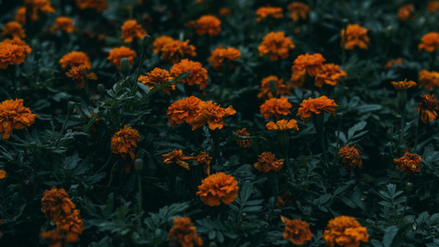 春天花朵背景黃色野花花叢