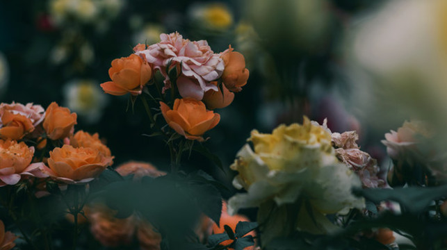 春天花朵背景黃色野花花叢