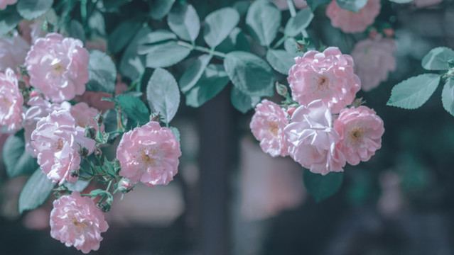 粉色花朵蔷薇花背景春暖花开