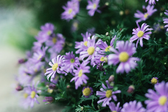 春天戶外紫色夢(mèng)幻小雛菊花朵