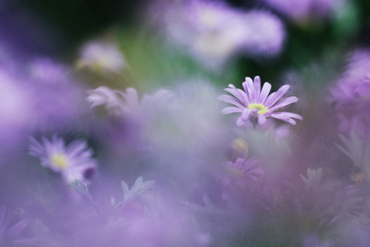春天花朵紫色小花小雛菊背景