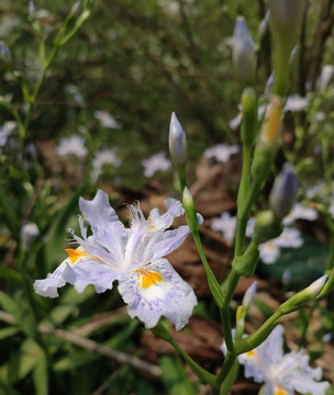 蝴蝶花