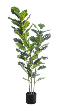植物花草盆景盆栽