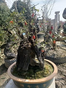 風(fēng)景園林盆栽
