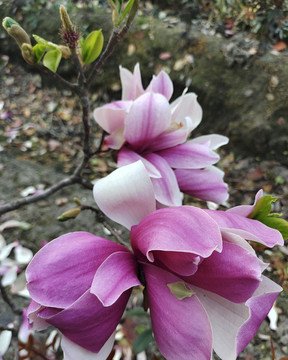 玉蘭花