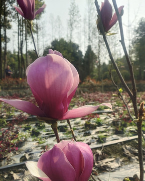 玉蘭花
