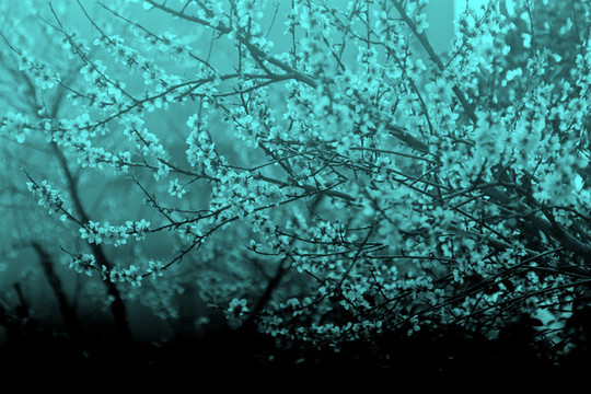 桃花