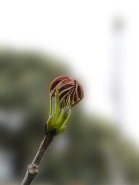 春日香椿芽孢