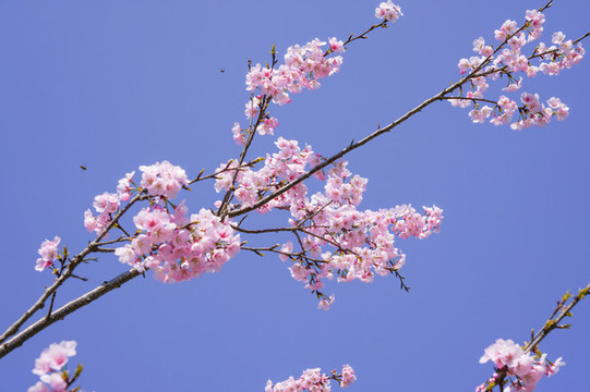 櫻花