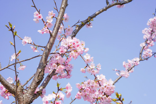櫻花