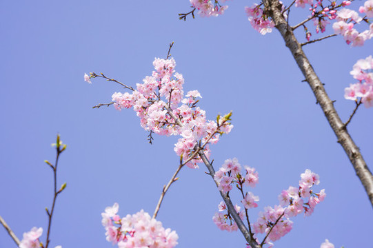 櫻花