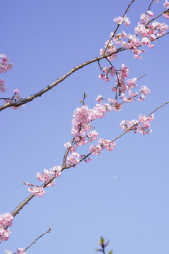 櫻花