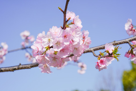 櫻花