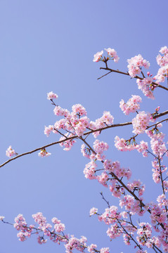 櫻花
