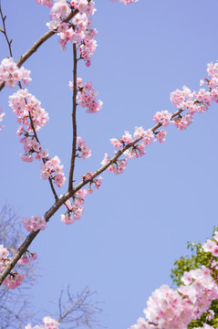 櫻花