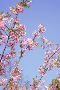 櫻花