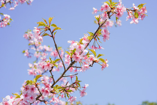櫻花