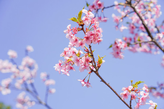 櫻花