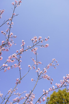 櫻花