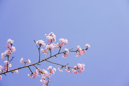 櫻花