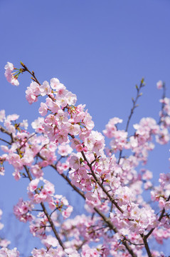 櫻花