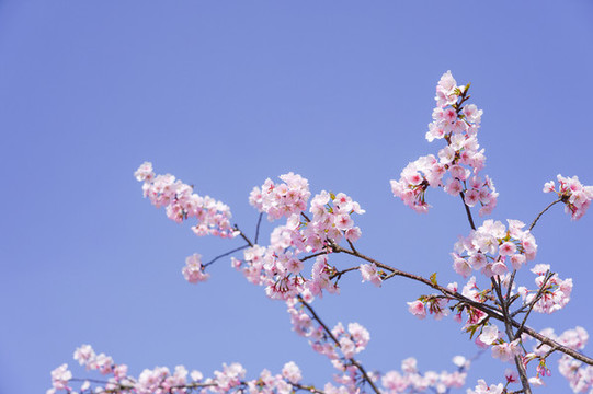 櫻花