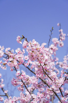櫻花