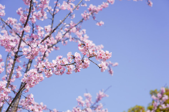 櫻花