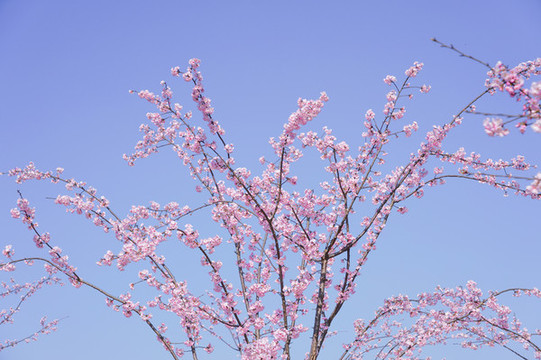 櫻花