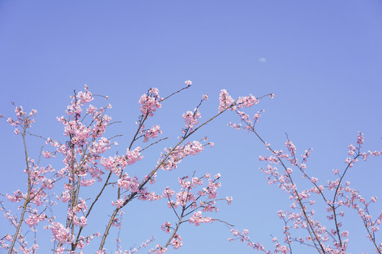 櫻花