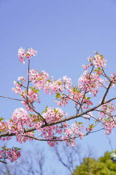 櫻花