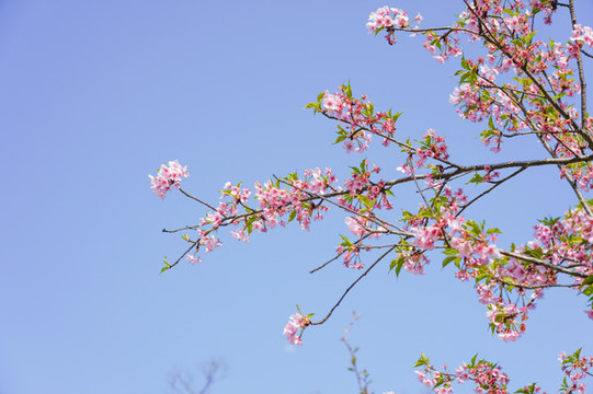 櫻花