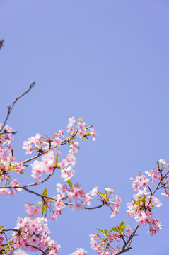 櫻花