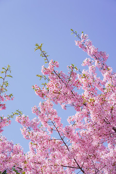 櫻花