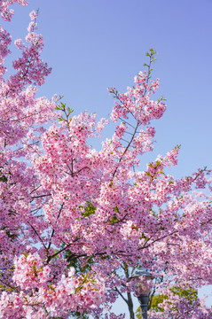 櫻花