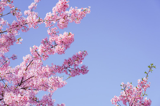 櫻花