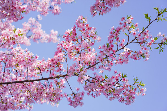 櫻花