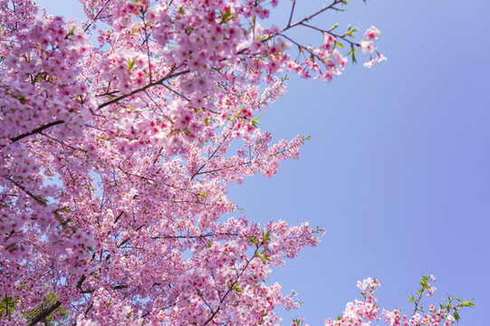 櫻花