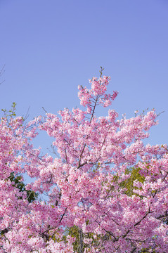 櫻花