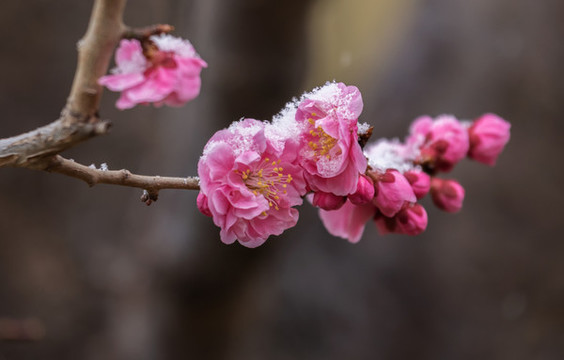梅花