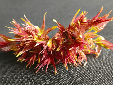 春天火紅香椿頭