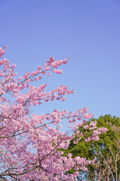 櫻花