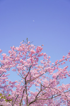 櫻花
